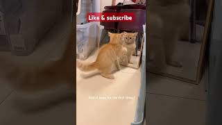 Lucunya tingkah kucing kecil #cat #kucing #animal #viralvideo