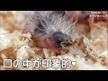 保護したキンカチョウ・人工飼育2日目｜鳥の雛・雀目・体重測定・挿し餌・親鳥・鳴き声・巣上げ　zebra finch artificial breeding