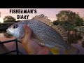 Big Stingrays From The Noosa Lock, Grunter, Bream and Perch ~ Fisherman's Diary Ep 568