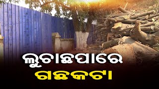 ଲୁଚାଛୁପା ଗଛକଟା  | Odisha Reporter