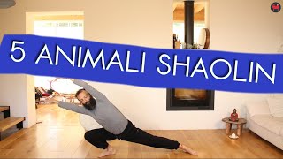 5 ANIMALI - pratica di Qi Gong Shaolin - eseguiti dal Malcolm Bilotta