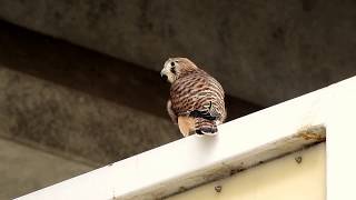 チョウゲンボウの幼鳥巣立ち！！