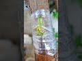 grafting grapes vine bud grafting plantgrafting