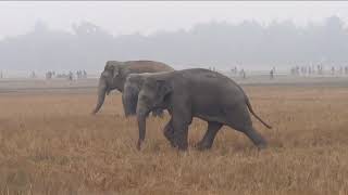 Hojai The moment of Elephant 6