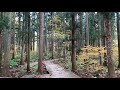 【苗場ライフ】紅葉のフジロックの森　fuji rock forest in autumn colors