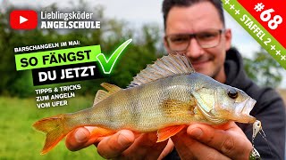 BARSCHANGELN im Mai  – So fängst du jetzt 🎣 ✅