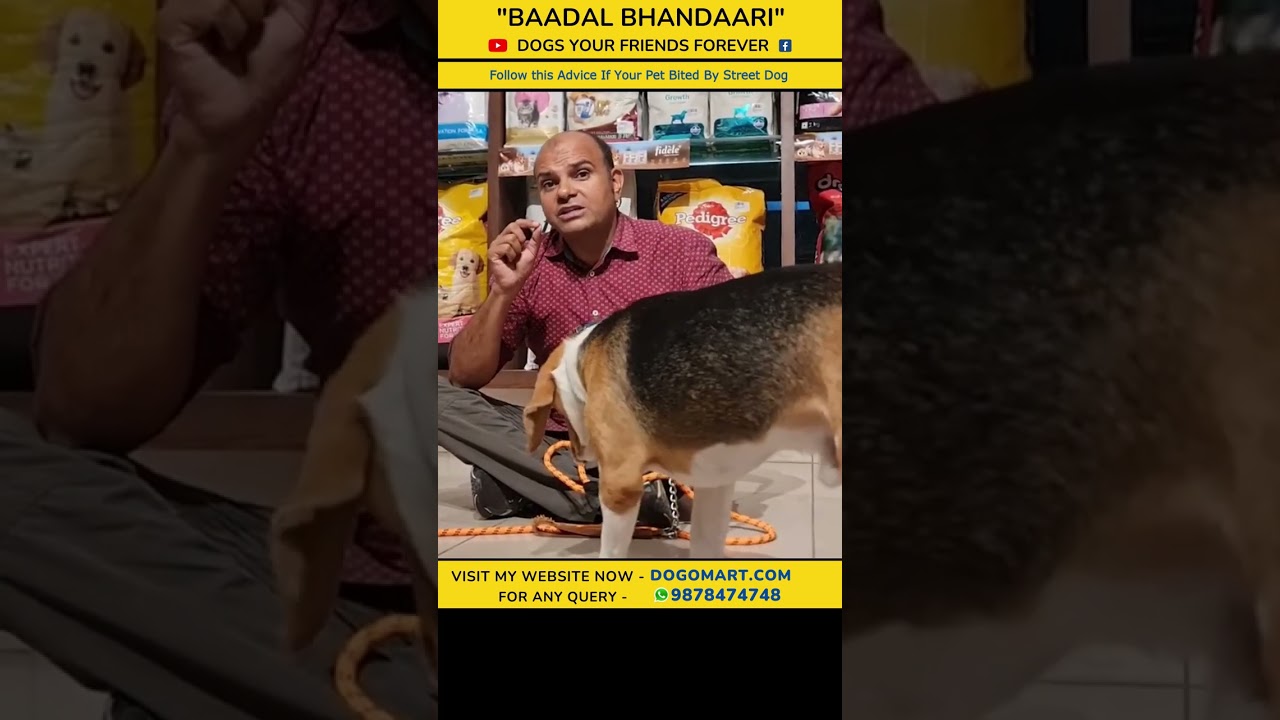 Medicating Tricks And Tips Housepetscare