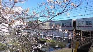 【🌸春限定🌸】京王7000系と桜のツーショット(国領駅付近　　野川にて)