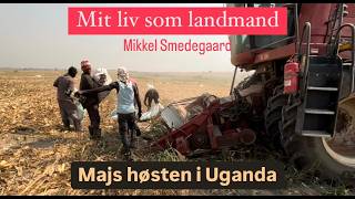 Mit liv som landmand: Majs høsten i Uganda! Med hånd?