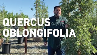 Quercus oblongifolia - New Trees for Changing Climates