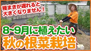 Tips for growing root vegetables in August planted by Japanese farmers !