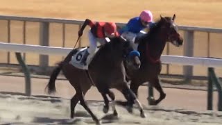 2025年2月9日東京競馬4Rシュヴァルム\u0026丸田恭介騎手優勝🥇