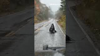 Sea lion blocks traffic in rainy Washington state road