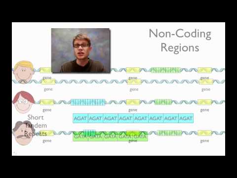 DNA Fingerprinting DNA Fingerprinting
