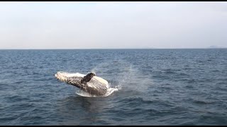 ジャンプ繰り返すザトウクジラ　答志島の沖合で悠々　8メートルのブリーチング