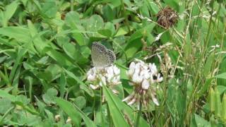 シロツメグサの蜜を吸いにやって来たヤマトシジミ