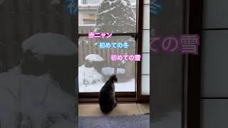 ネコと子ネコとおじさん　赤ニャンニャルソック‼️初めての冬‼️初めての雪‼️ #shorts #cat #cats #猫のいる暮らし #ねこ #kitty #猫 #ニャルソック