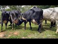 vacas girolando 1 2 sangue de altíssimo nível. ligue 37 9 9134 3818.