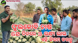 ଫୁଲକୋବି ଚାଷ, 3 ଲକ୍ଷ୍ୟ ଲାଭ How to start cauliflower Farming