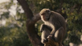 動物特寫 Animal Portrait (shot on Canon EOS R5 in 4K 120p)