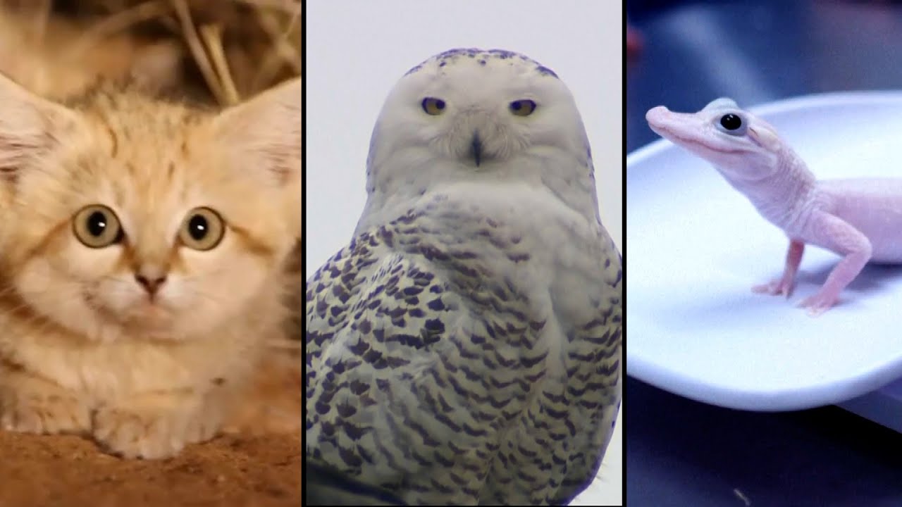 News Top 10 Strangest Creatures Ever Caught On Camera Eleven Elusive