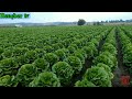 awesome lettuce planting from seed to harvest