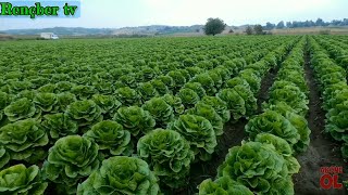 awesome lettuce planting from seed to harvest