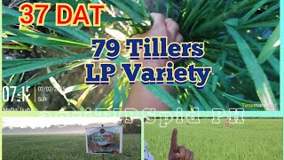 Part1 37 DAT| 79 Tillers/ Suwi/ Gipe  LP Variety| Water Level Monitoring for less Nutrients Losses