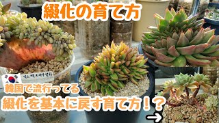 【多肉植物】【初心者】綴化の育て方！韓国で流行っている綴化を基本に戻す育て方とは？【韓国苗】