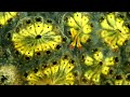 ascidian timelapse