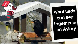 What Birds can live together in an Aviary