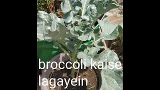 Broccoli कैसे उगाएं/How to Grow Broccoli/Broccoli grows easily/kitchen garden में लगाएं ब्रोकली/