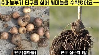 [한국농수산TV] 슈퍼농부가 처음으로 씨마늘을 수확했어요!! 그 1년의 과정을 함께 보시죠!! - 경북 구미