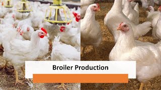 Broiler Production with FCR \u0026 FCE Computation