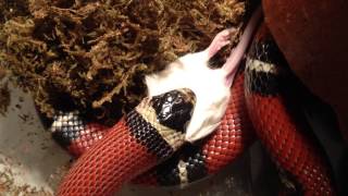 Королевская змея Кэмпбелла ест мышь. King snake Campbell eating a mouse.