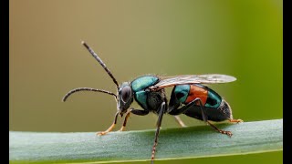 The Ultimate Cheat Sheet to a Pest-Free Paradise!