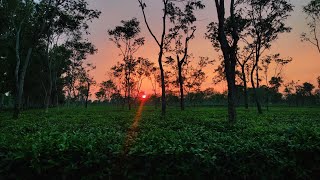 প্রাকৃতিক সবুজে ঘেরা হবিগঞ্জ, বাংলাদেশ। #Habiganj