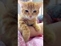 Cats silliest creature on earth 😆- Funny cats videos 🐱 #shorts #funny