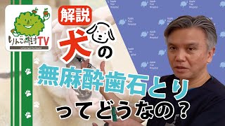 【犬の無麻酔歯石とりってどうなの？】りんごの樹動物病院