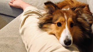 ママの足をまくらだと思っているシェルティが可愛すぎる Sheltie thinks that her mother's leg is her pillow