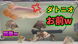 突然！ダトニオが！？飼育祝２ヶ月のアロワナに高級餌を与えようと撮影している瞬間　それは起こった・・w 紅龍飼育記録No.15 スーパーメタリカ