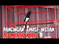 MENAIKKAN EMOSI INSTAN KACER || TES MENTAL KACER || KACER FIGHTER SUARA KASAR