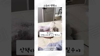 친구들아 산책다녀오면 이거 필수야 목 마사지 즐기는 강아지🐶 #비숑프리제 #강아지쇼츠  #강아지마사지 #마사지 #massagetime #dogshorts  #dogmassage