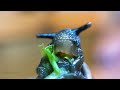 Snail Eating Lettuce MACRO