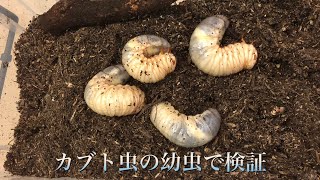 3代目カブト虫の幼虫の土に潜るスピードを検証してみた！