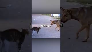 Cat protects its friend from a group of dogs ❤️