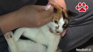 三毛猫のミケの耳掃除 Cat ear cleaning of mike