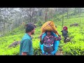 இலங்கை மலையக மக்களின் தற்போதைய வாழ்க்கை sri lanka nuwara eliya tamil people lifestyle