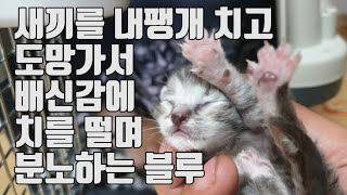 마지막 새끼를 내팽개치고 도망가서 배신감에 치를떨며 분노하는 블루