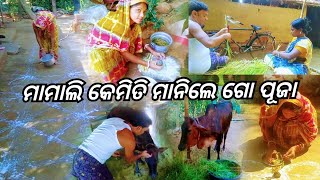 ମାମାଲି କେମିତି ମାନିଲେ ଗୋ ପୂଜା/mamali, goutam, presents